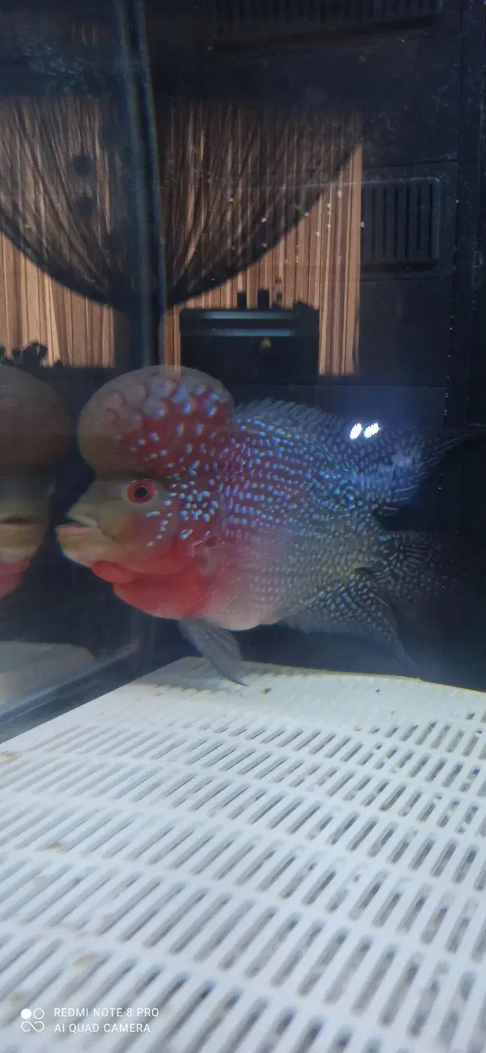 فلاور نر و ماده|ماهی|بندرعباس, |دیوار