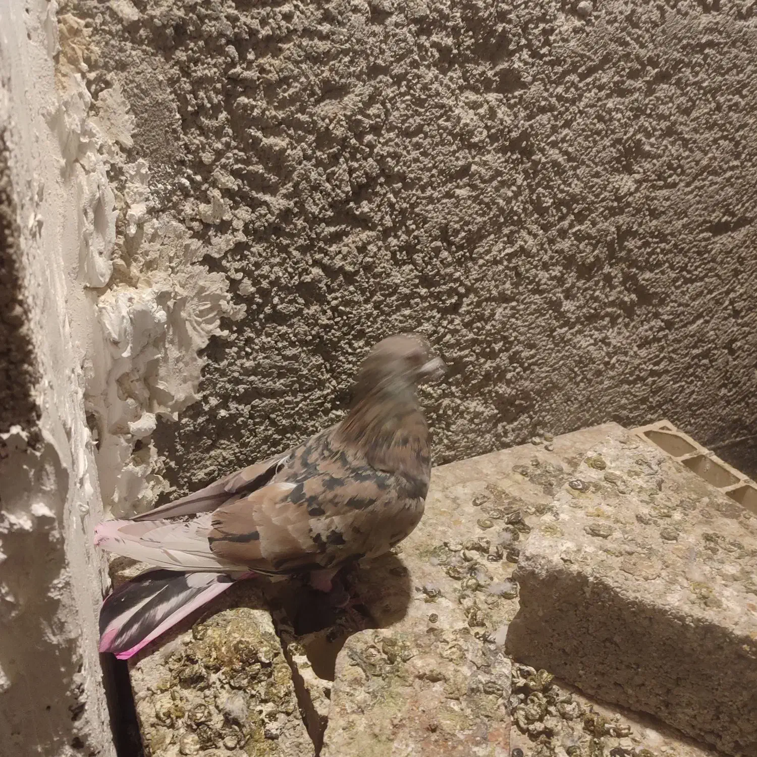 کبوتر سرور آتشی|پرنده|شهریار, شهرک وائین|دیوار