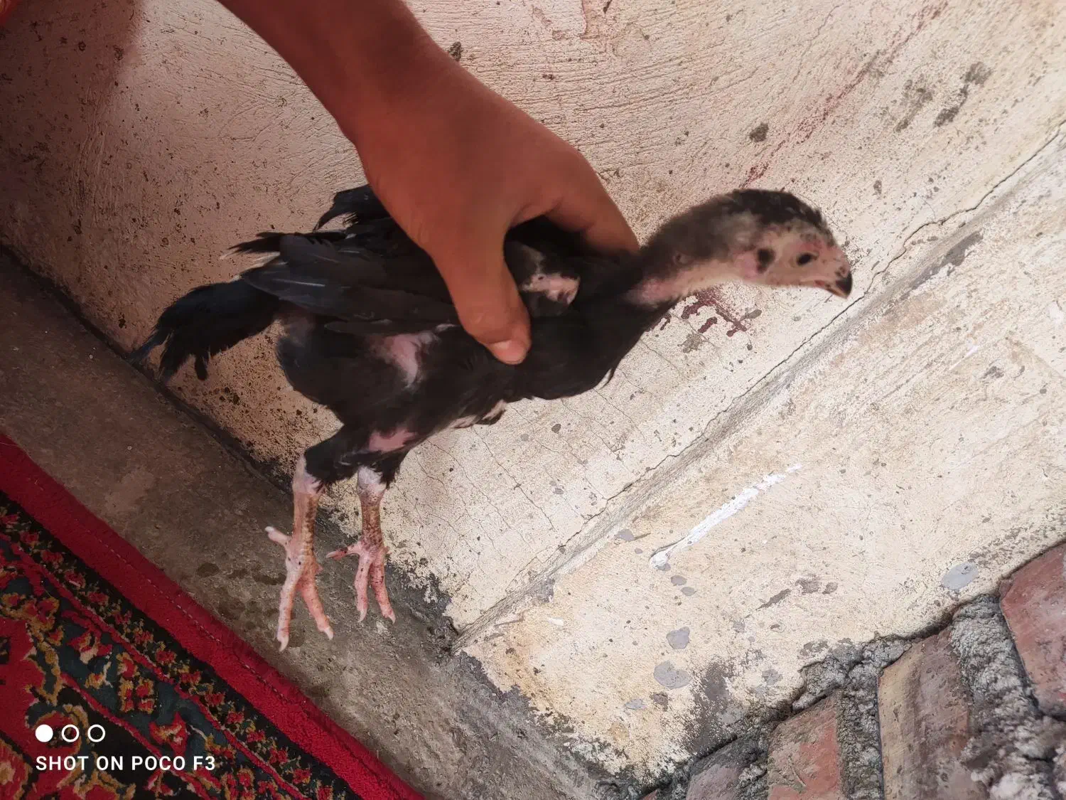 جوجه لاری|حیوانات مزرعه|سنگدوین, |دیوار