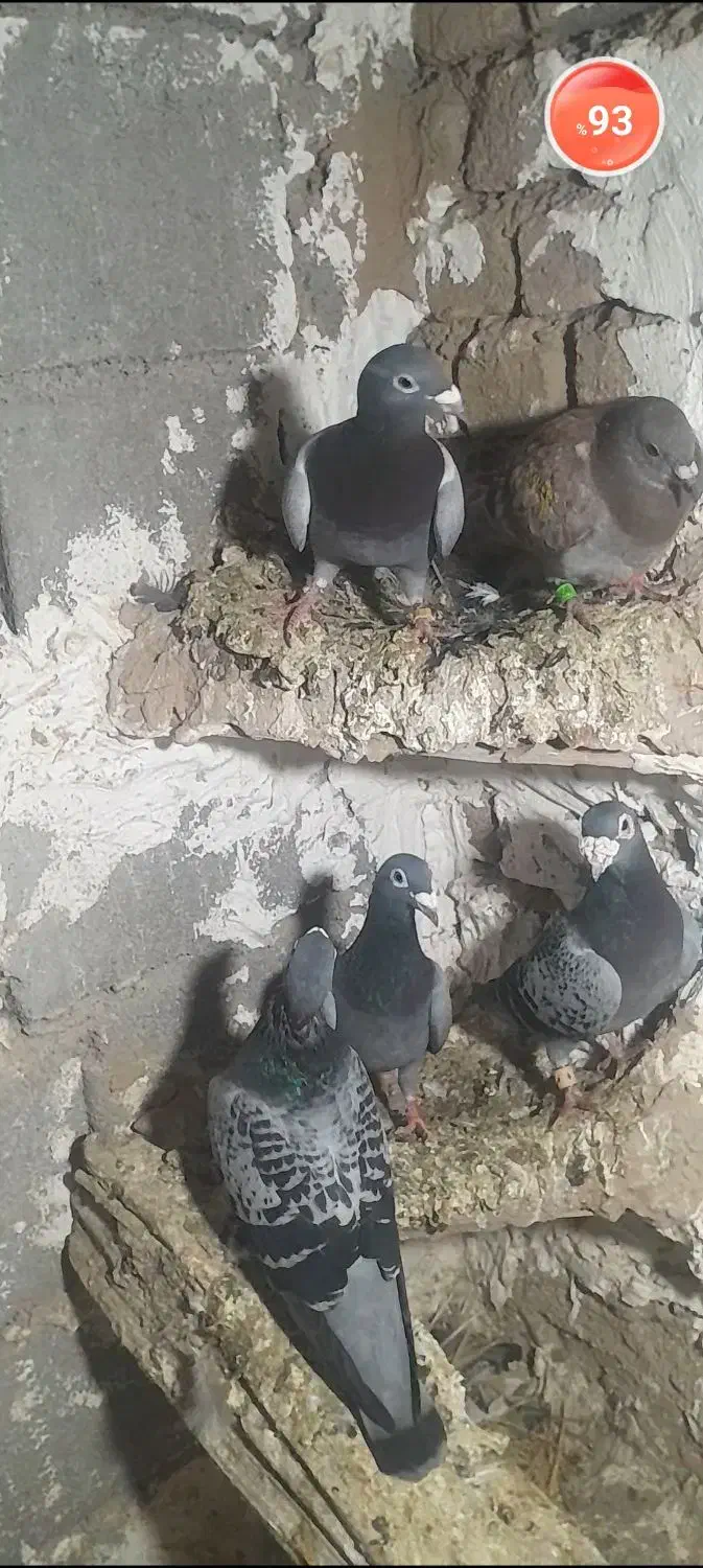 سلام دو جفت المانی اس به زمانت تخم وجوجه|پرنده|شاهرود, |دیوار