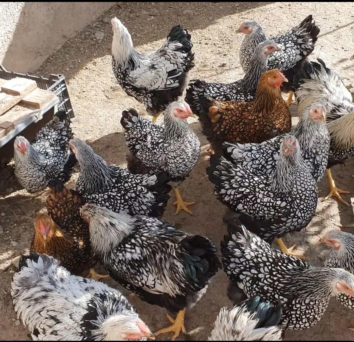 تعدادی نیمچه مرغ ویانروت|حیوانات مزرعه|قم, قم نو|دیوار