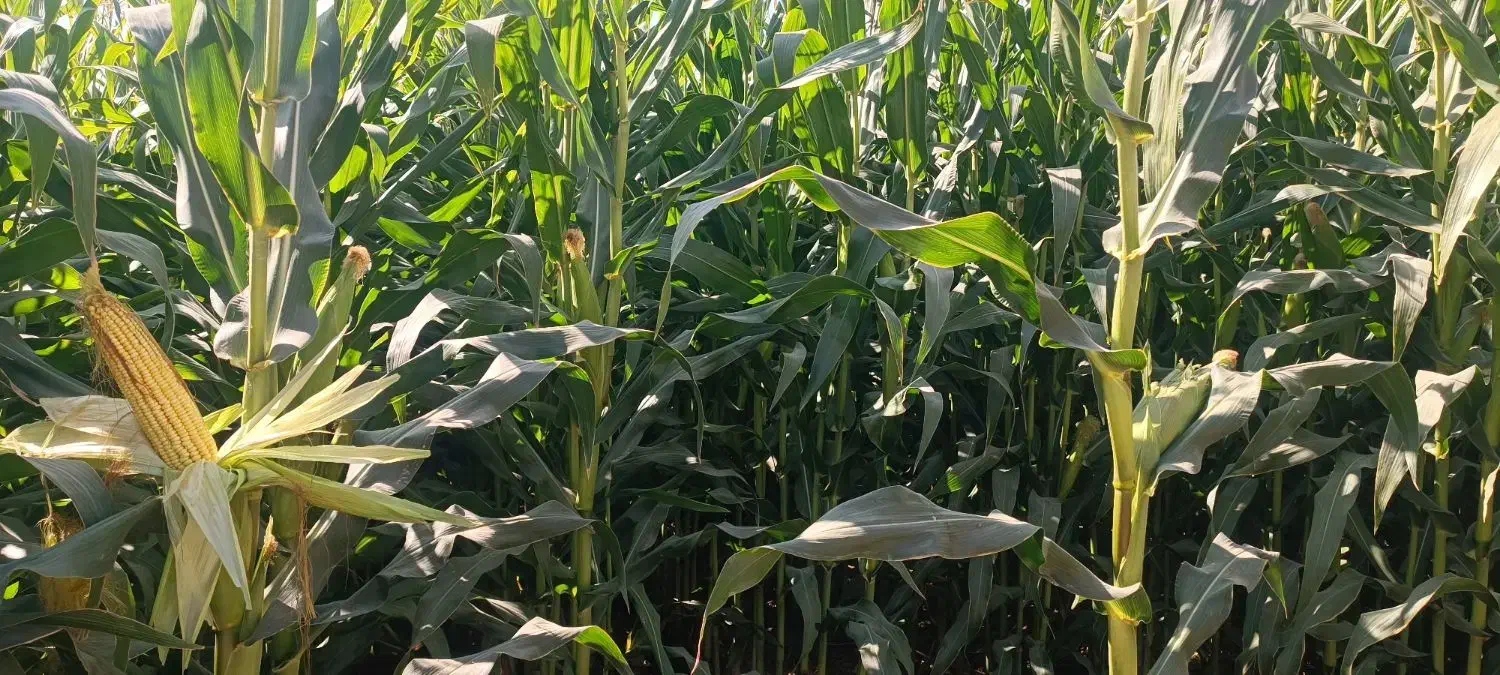 علوفه دانه دار|خدمات باغبانی و درختکاری|مرودشت, تخت جمشید|دیوار