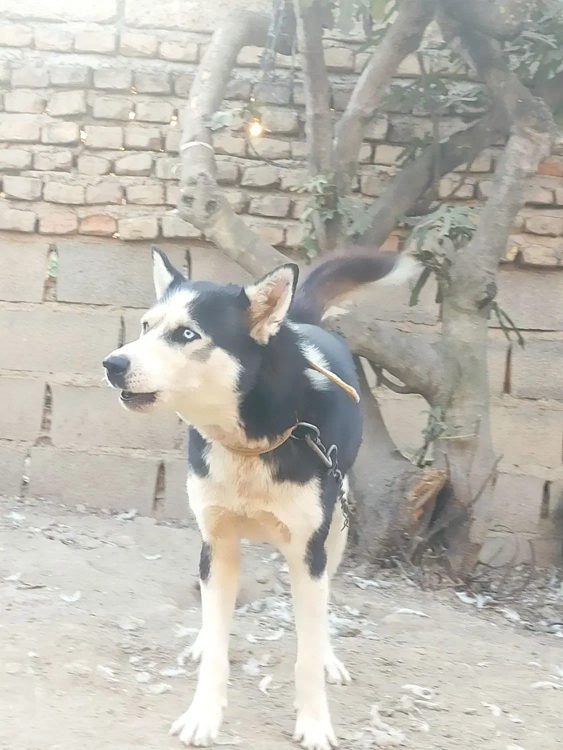 سگ هاسکی|سگ|نگین شهر, |دیوار