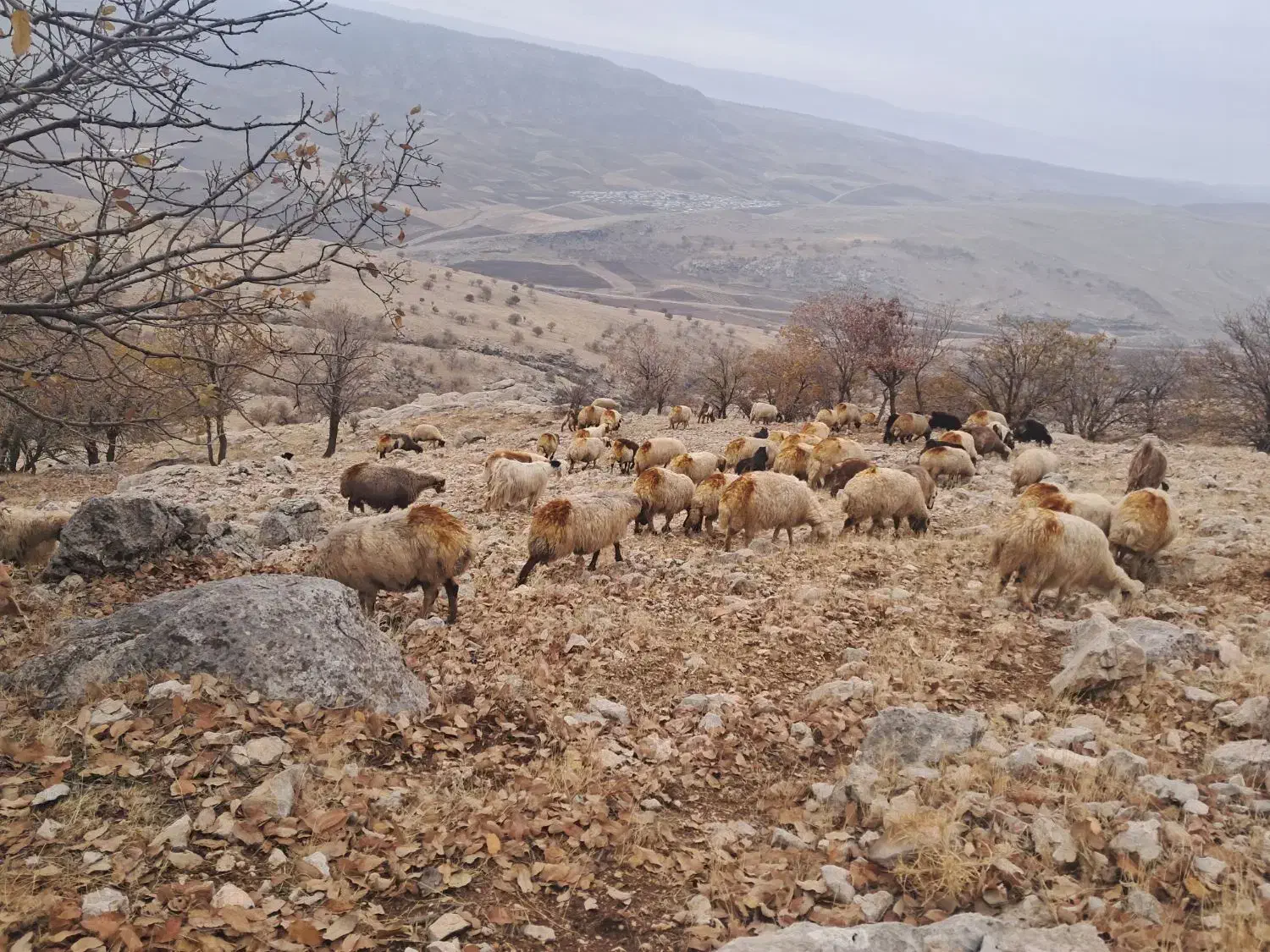 گوسفند داشتی شک|حیوانات مزرعه|چرداول, |دیوار