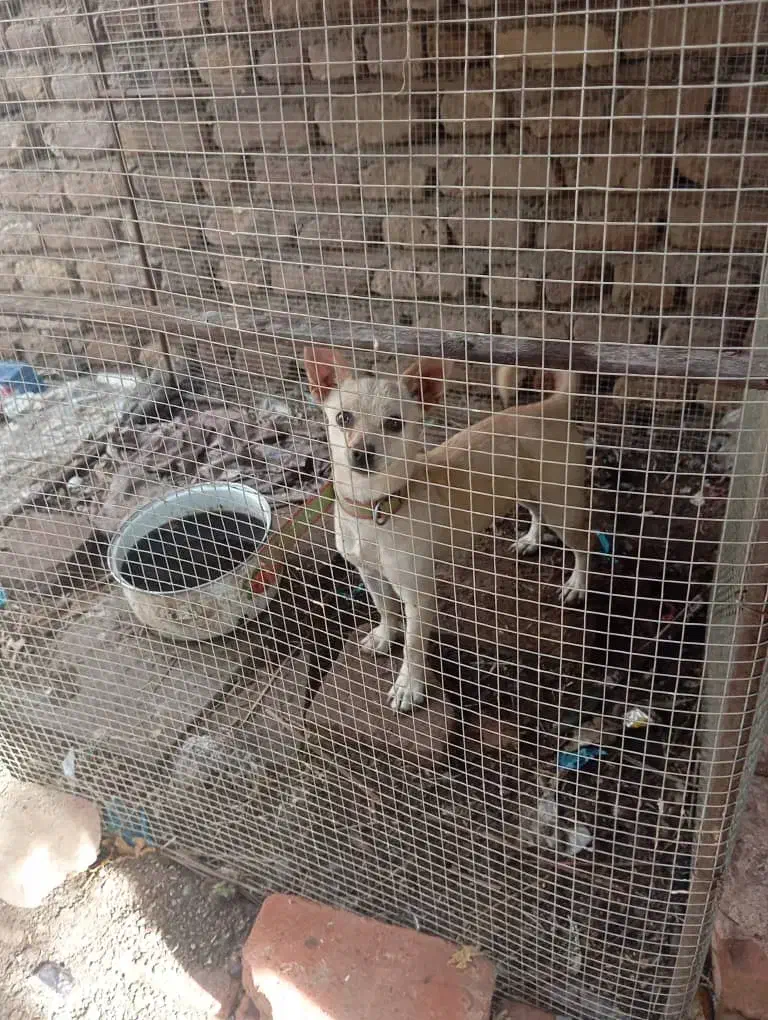 سگ شی هواوا|سگ|بم, |دیوار