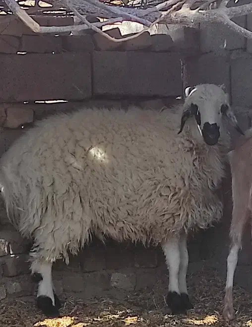 بره نر|حیوانات مزرعه|کشکوئیه, |دیوار