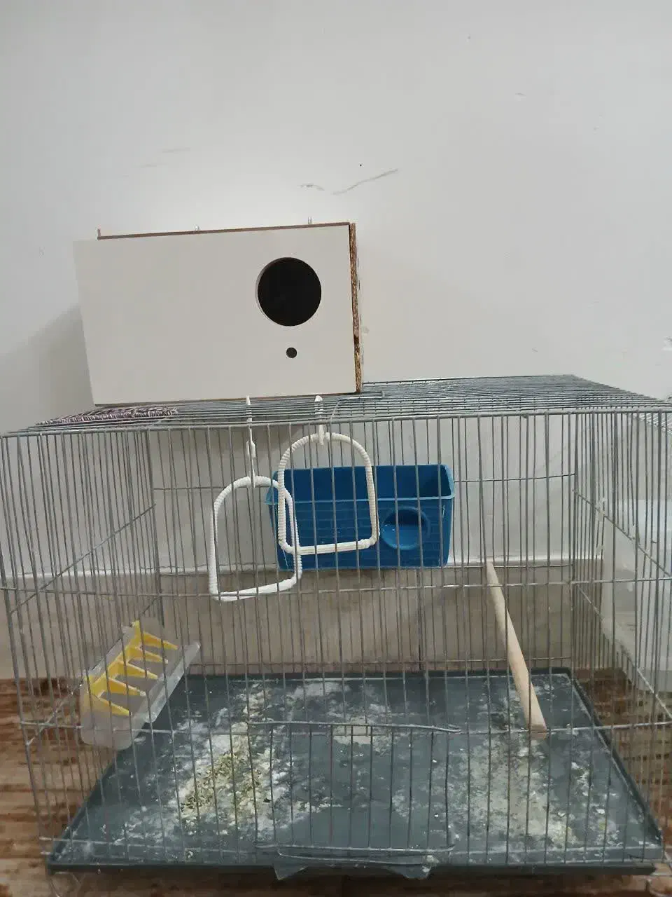 قفس و مرغ عشق|پرنده|قم, شاه سید علی|دیوار