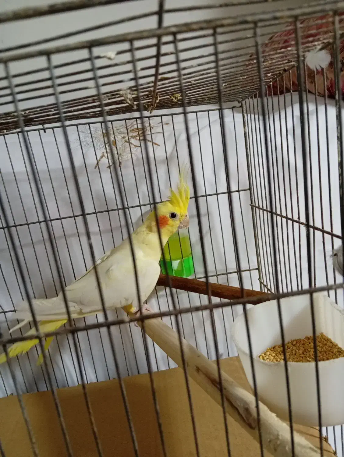 عروس هلندی|پرنده|تهران, اقدسیه|دیوار