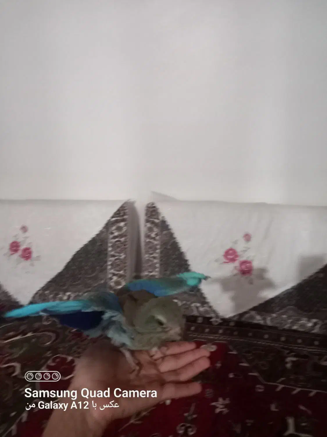 گمشده در حوالی میدان دادگستری پشت کمیته امداد|حیوانات|اهر, |دیوار