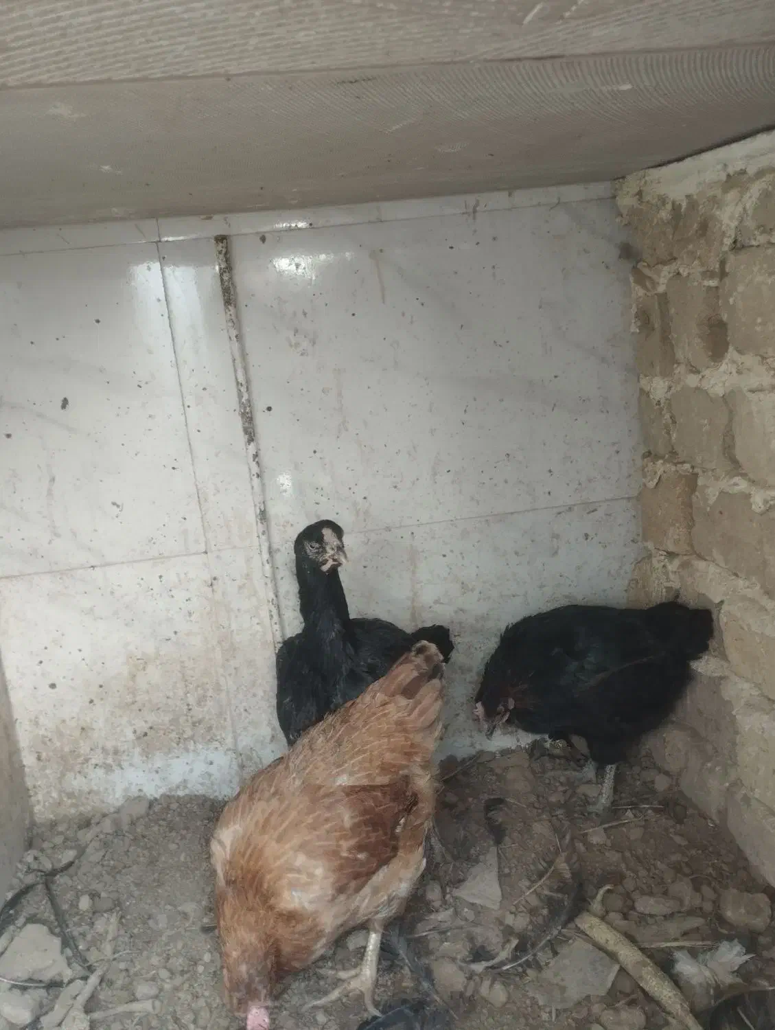 مرغ لاری و مرغ محلی|حیوانات مزرعه|رباطکریم, رباطکریم|دیوار