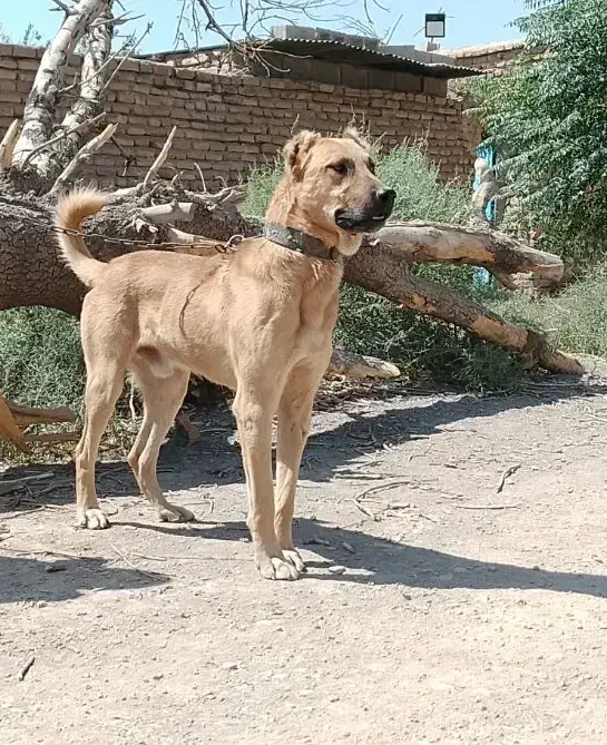 سگ نر سرابی|سگ|کرمان, |دیوار