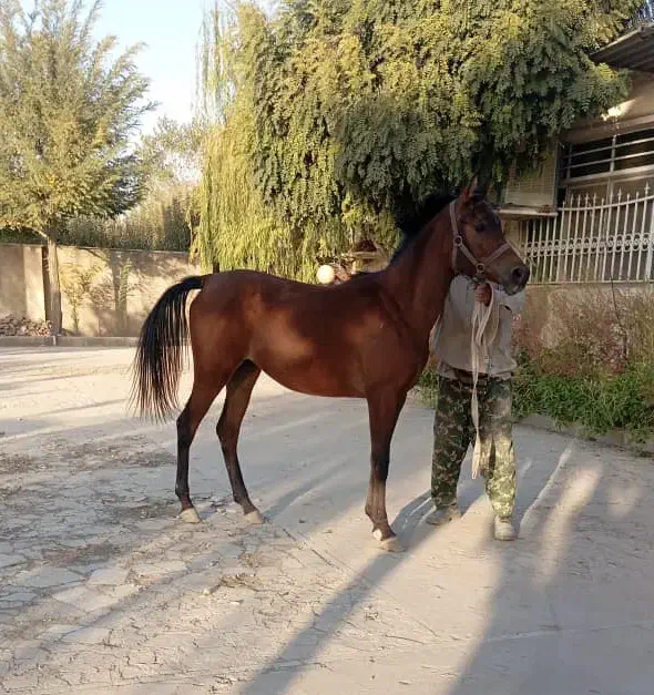 کره مادیان عرب یکسر زیبایی|اسب و تجهیزات اسبسواری|هشتگرد, هشتگرد قدیم|دیوار