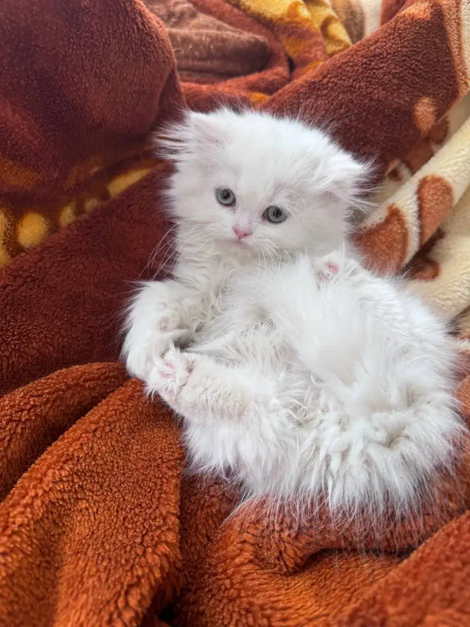 بچه گربه پرشین|گربه|بیرجند, |دیوار