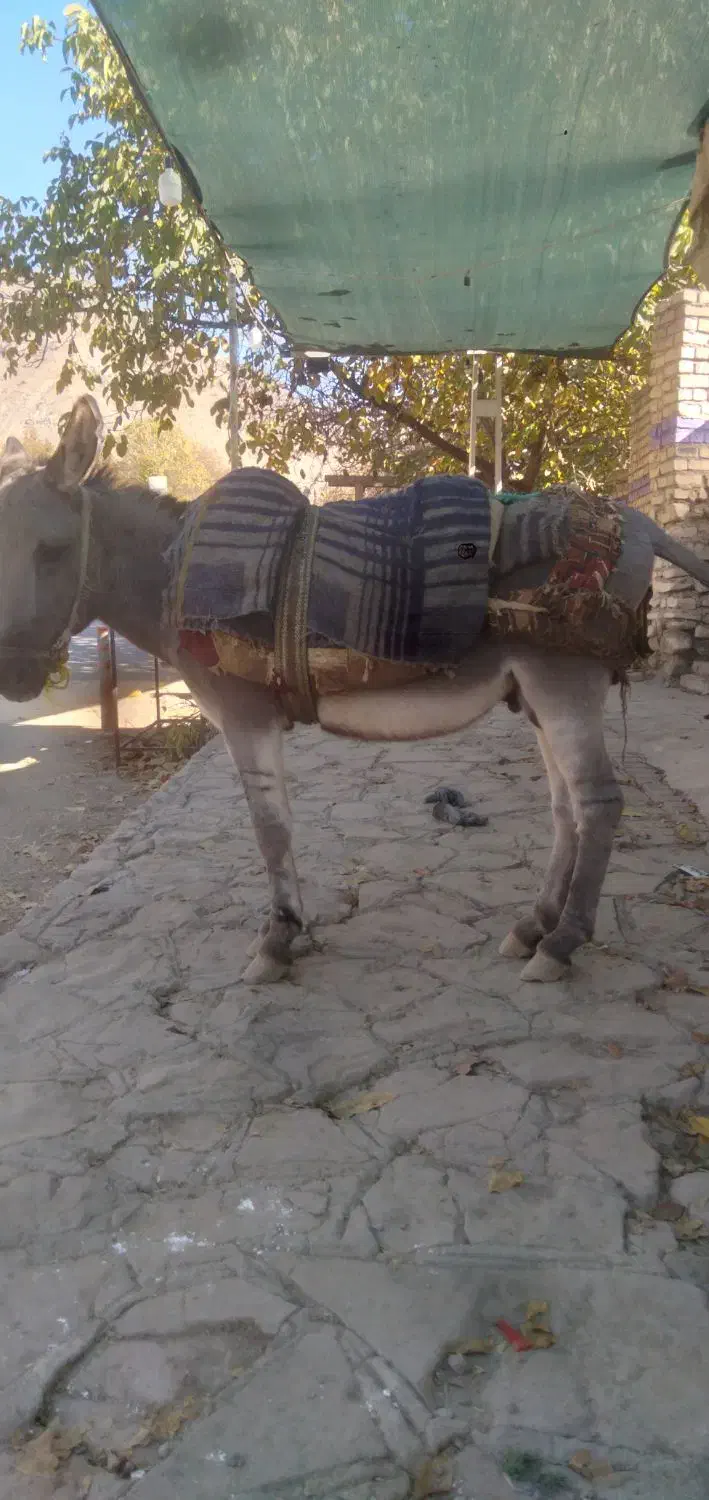 خر. گله ای|حیوانات مزرعه|نیشابور, فضل|دیوار