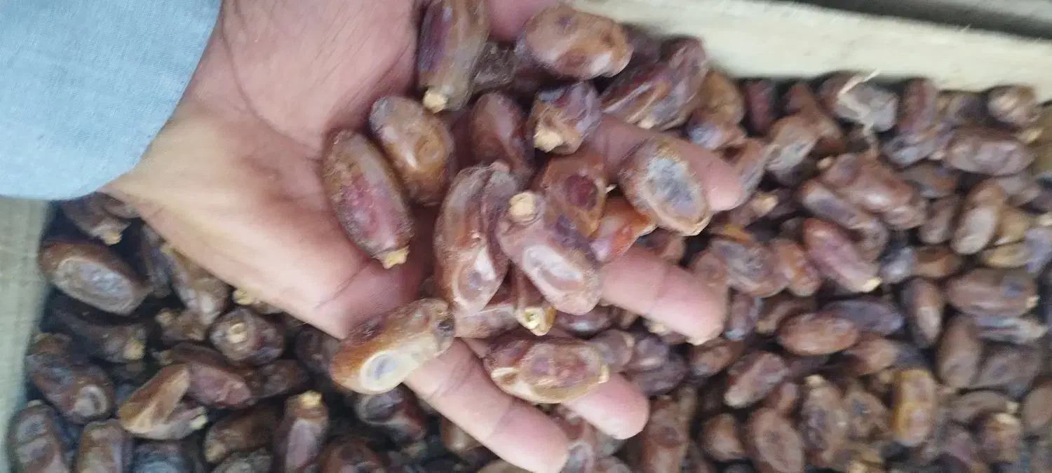 خرما|حراج|شادگان, |دیوار