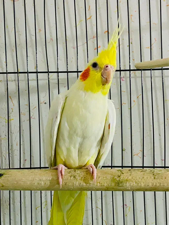 عروس هلندی لوتینو|پرنده|بندر ماهشهر, |دیوار