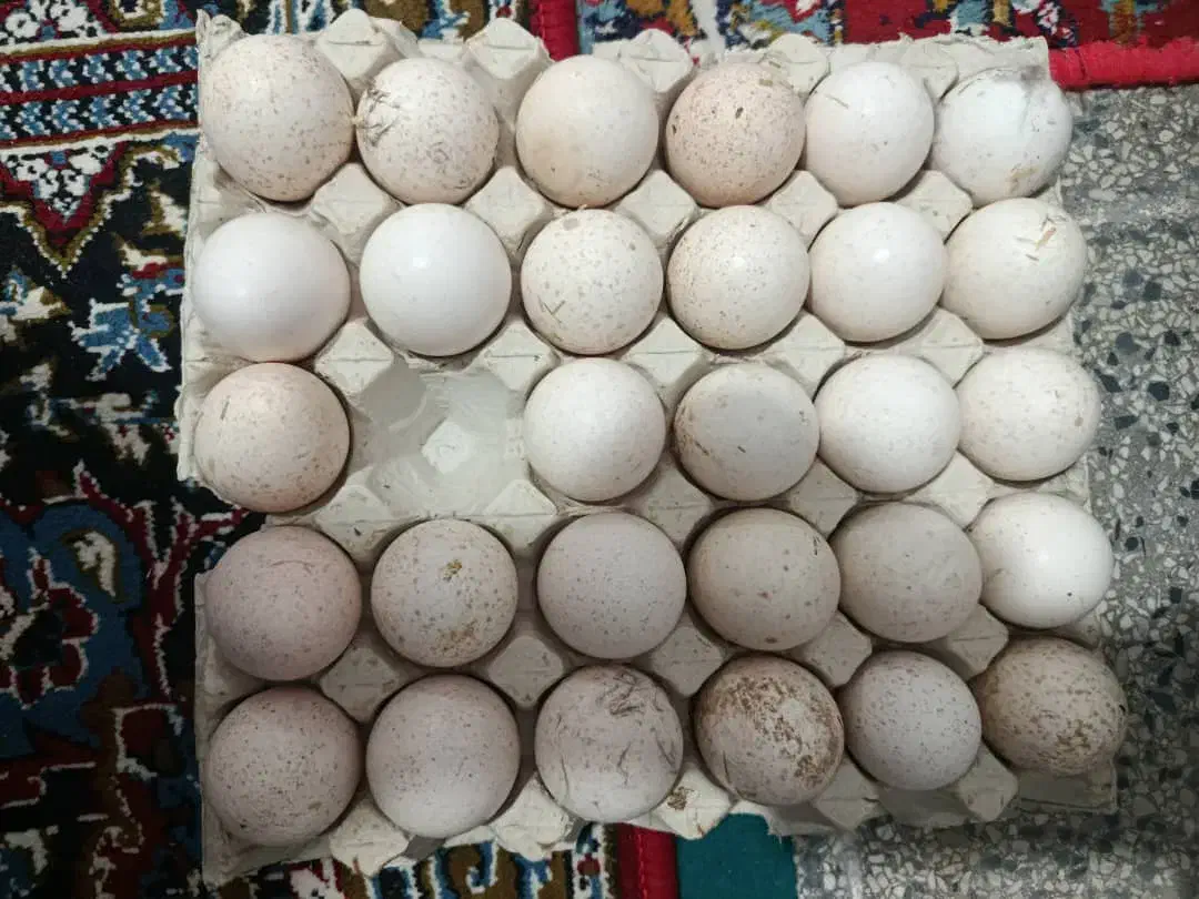 تخم بوقلمون نطفه دار|حیوانات مزرعه|اهواز, کوی علوی|دیوار