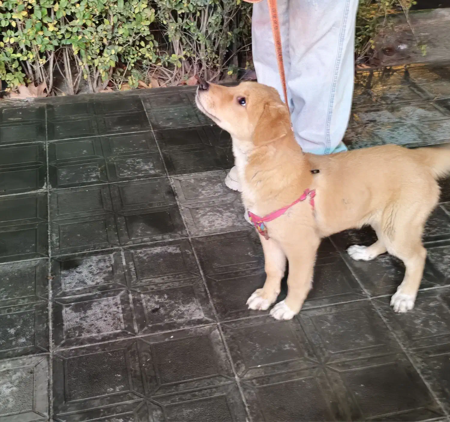 واگذاری رایگان|سگ|مشهد, تربیت (صدف)|دیوار