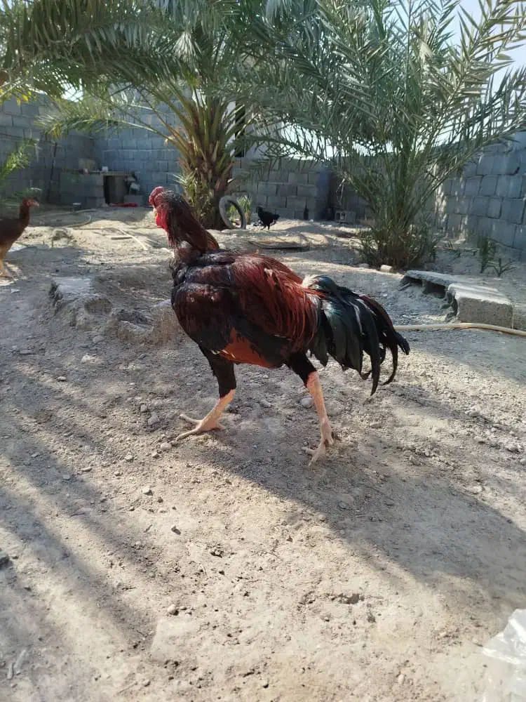 خروس فروشی|حیوانات مزرعه|میناب, |دیوار