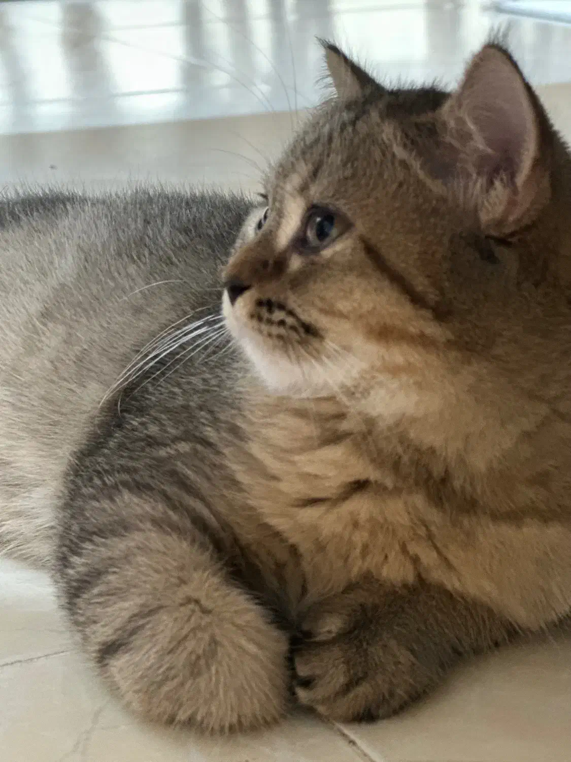 گربه بریتیش|گربه|رشت, منظریه|دیوار