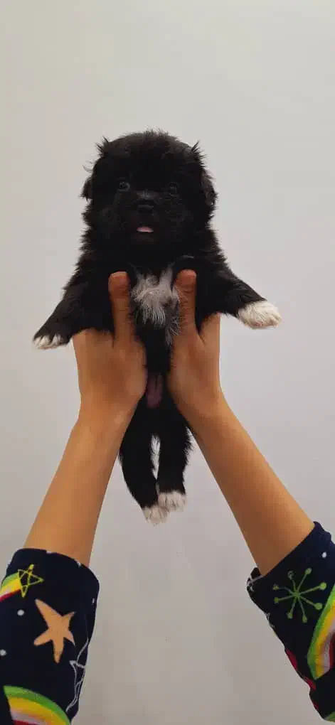 واگذاری نژاد شیرانیان|سگ|رشت, پل تالشان|دیوار