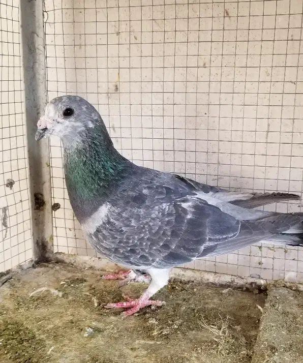 کبوتر.زاغ کرمونی سفیدکرمونی سوسکی کرمونی|پرنده|مشهد, امیر المومنین|دیوار