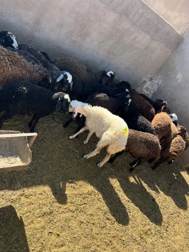 ۲۲راس بره ماده و نر بومی|حیوانات مزرعه|قم, شهرک امام حسین|دیوار