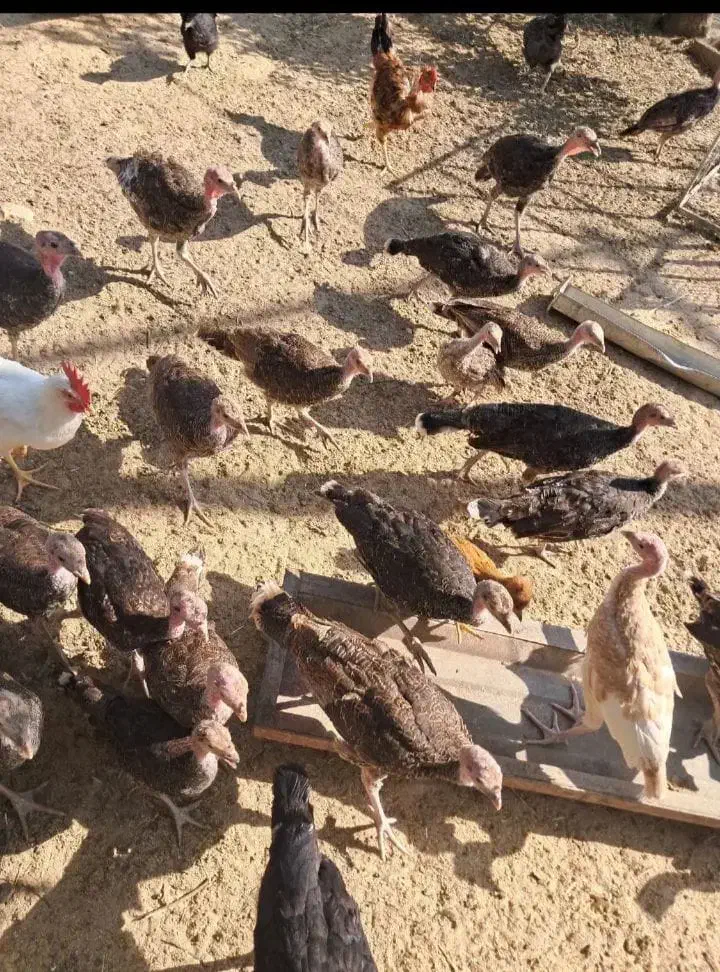 بوقلمون  برنز آمریکایی و محلی ۳ماهه|حیوانات مزرعه|برازجان, |دیوار