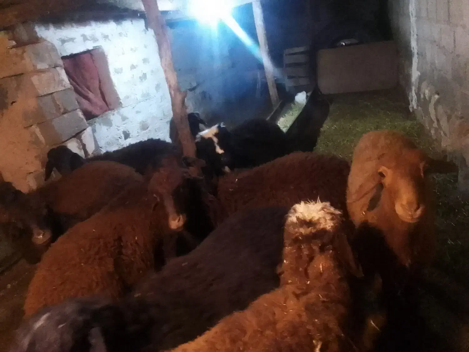 بره نر پای پروار|حیوانات مزرعه|محمدبار, |دیوار