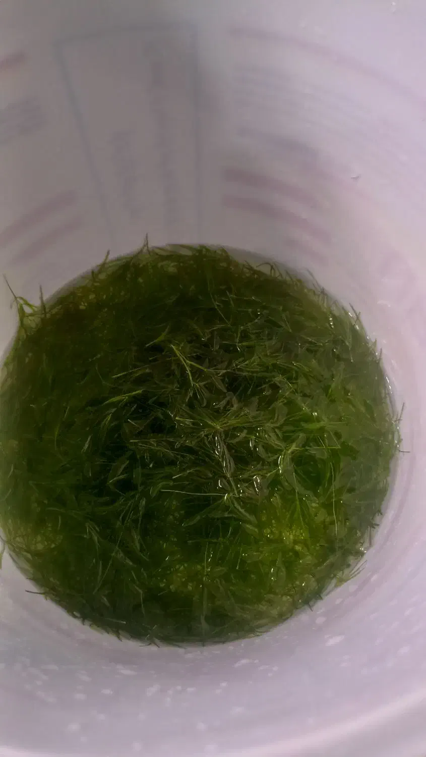 فروش گیاه گوپی گرس|ماهی|خرمآباد, |دیوار