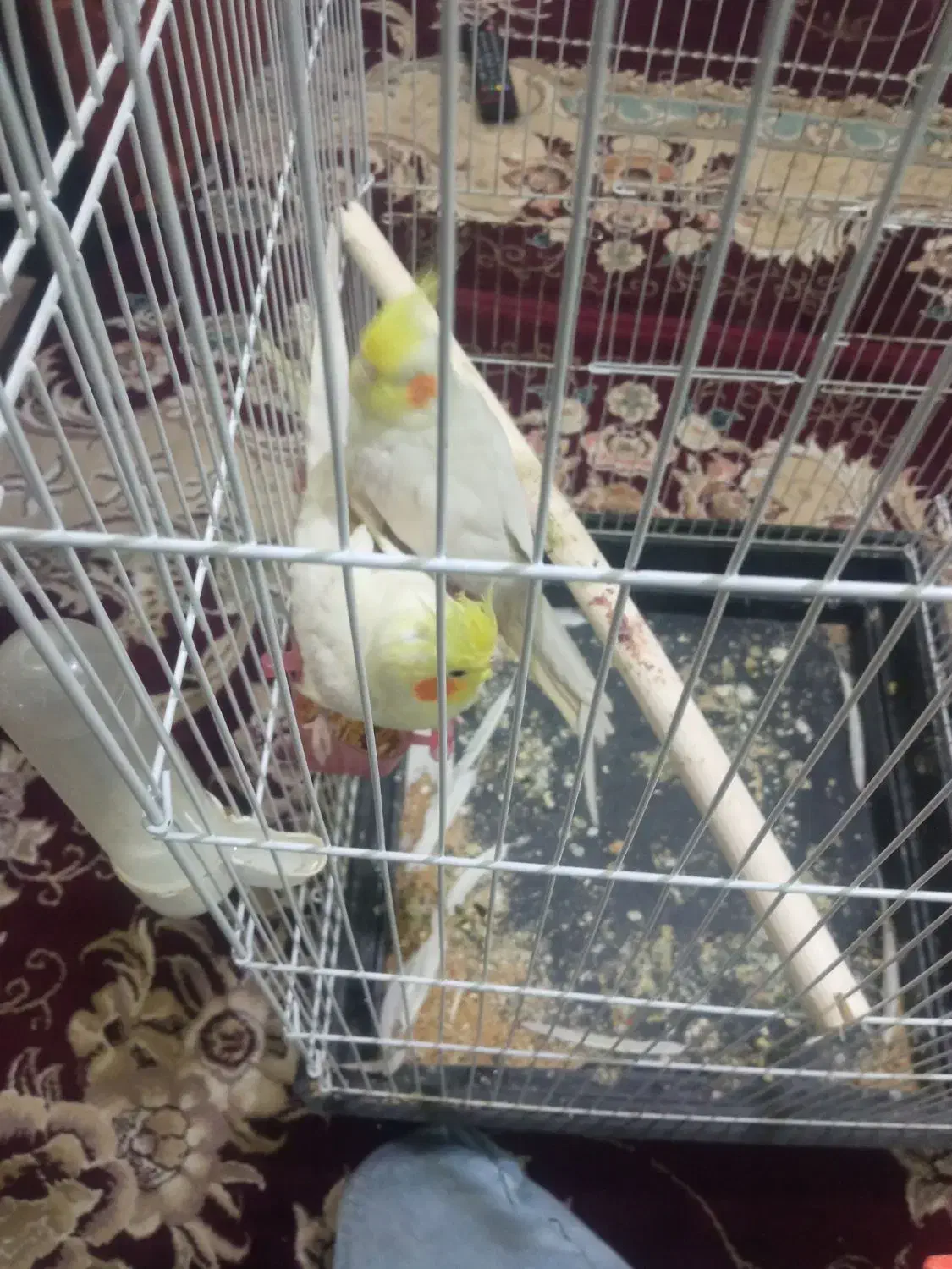 عروس هلندی|پرنده|مشهد, شهید قربانی|دیوار