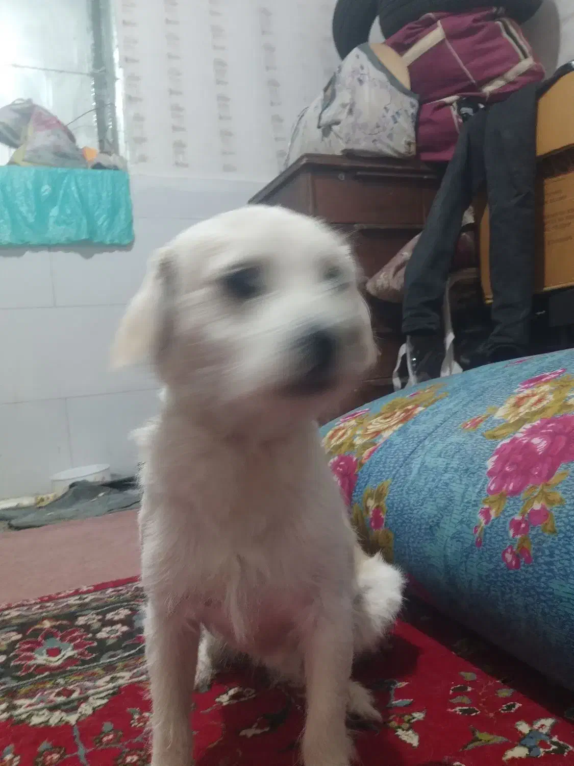 سگ خوب باهوش حرف گوش کن|سگ|اهواز, شریعتی جنوبی|دیوار