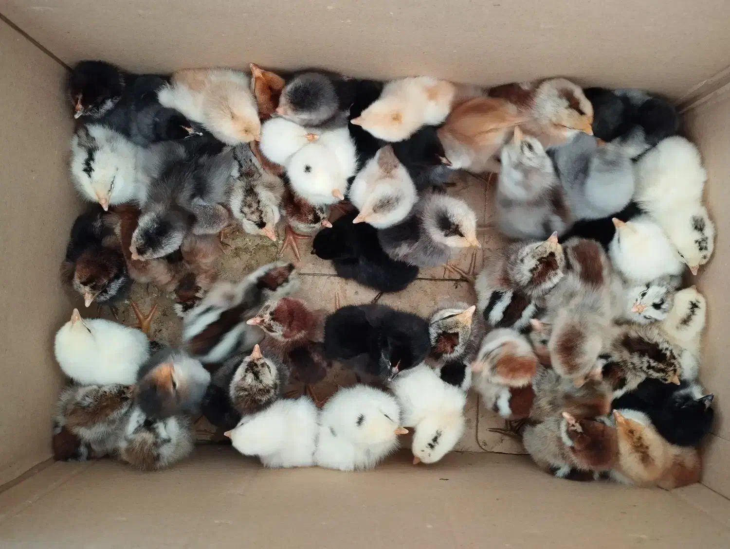 جوجه محلی|حیوانات مزرعه|کازرون, |دیوار