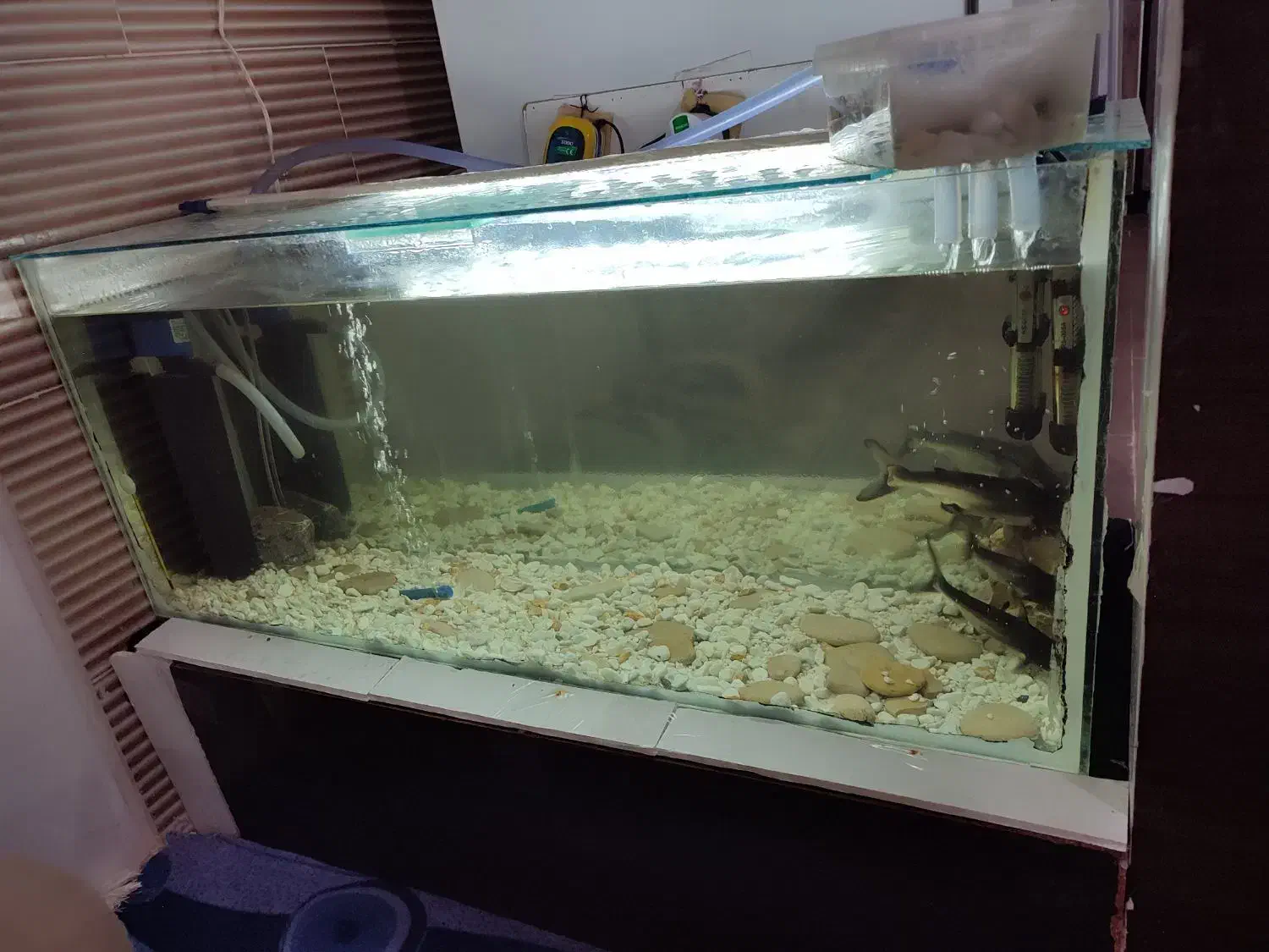 آکواریوم|ماهی|شیراز, شهرک بهار|دیوار