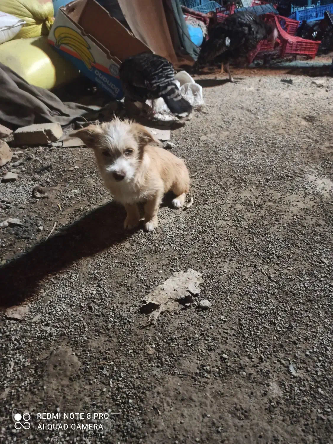 سگ پاکوتاه|سگ|ورامین, ورامین|دیوار