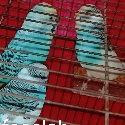 پرنده و قفس|پرنده|رشت, آب و برق|دیوار