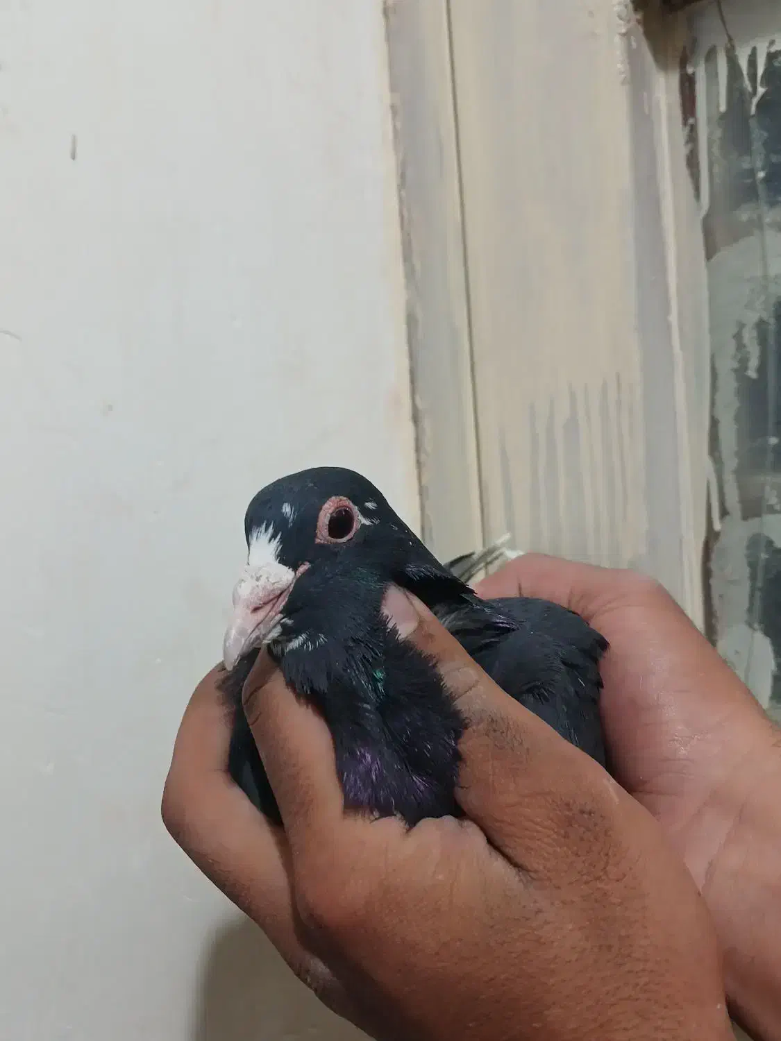 دوتا کفتر ی زاغ دم سفید ی پلنگ|پرنده|کرمان, |دیوار