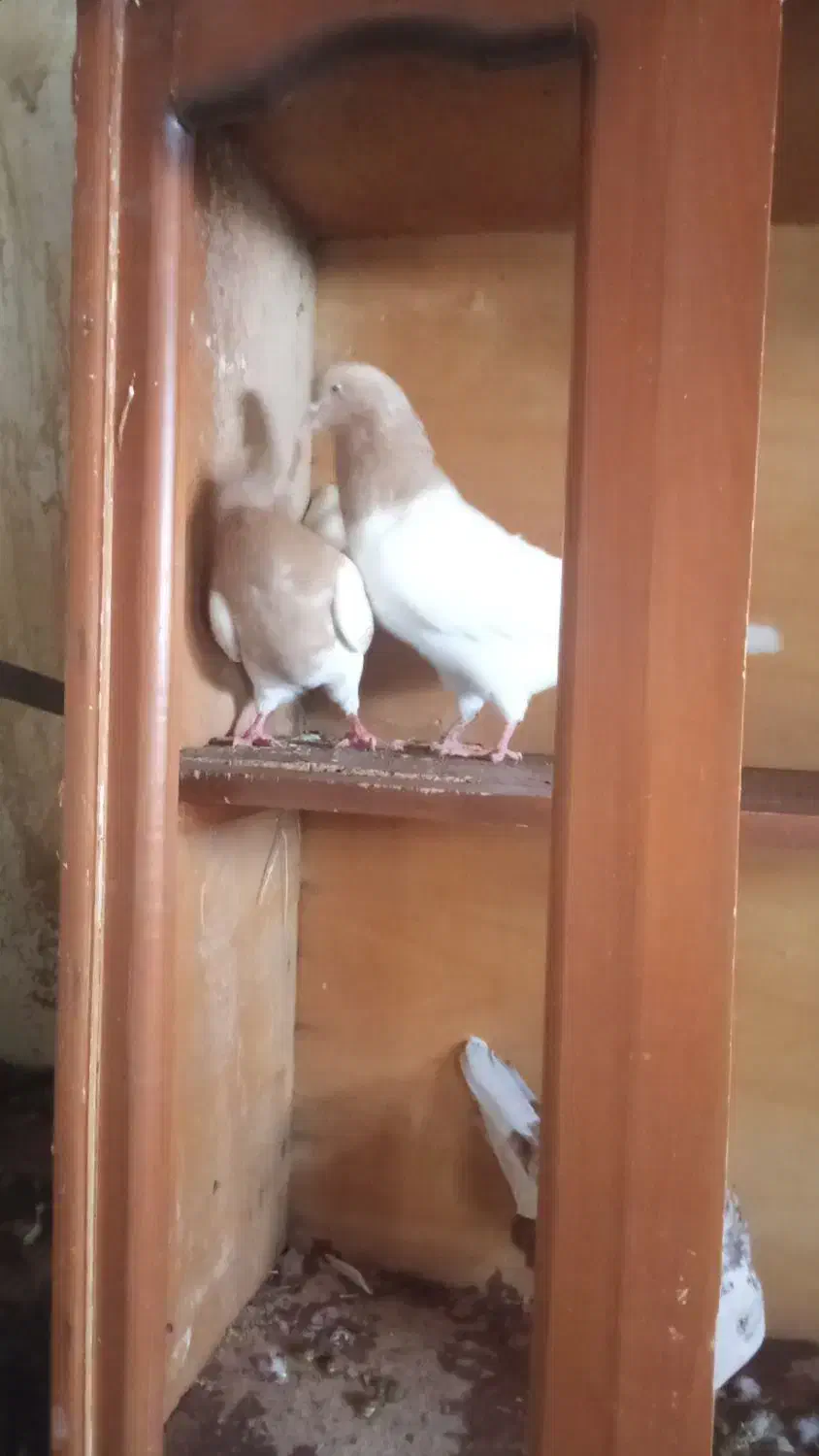 کفتر|پرنده|میاندوآب, |دیوار