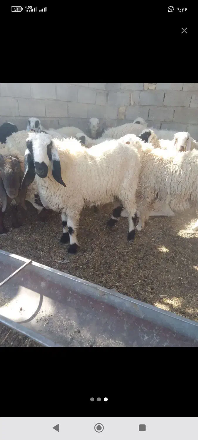 یه بره نر مری و یه ماده مری|حیوانات مزرعه|زاهدان, |دیوار