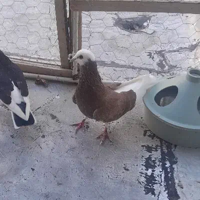 کبوتر|پرنده|باسمنج, |دیوار