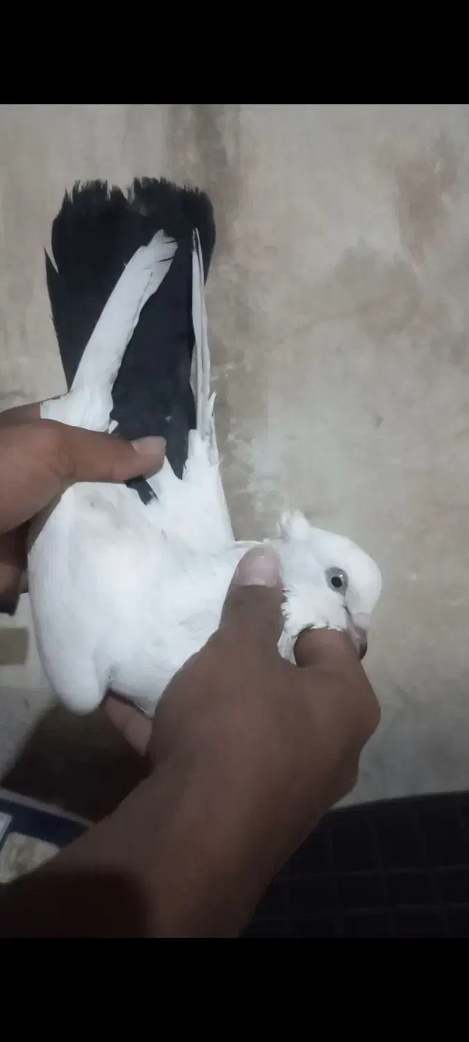 کبوتر دنبی جفت ماده|پرنده|شوشتر, |دیوار