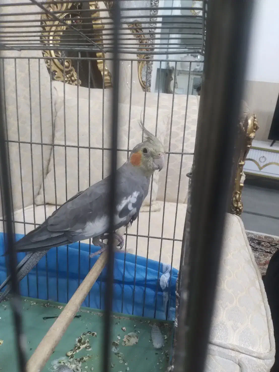 عروس هلندی سخنگو|پرنده|مریوان, |دیوار