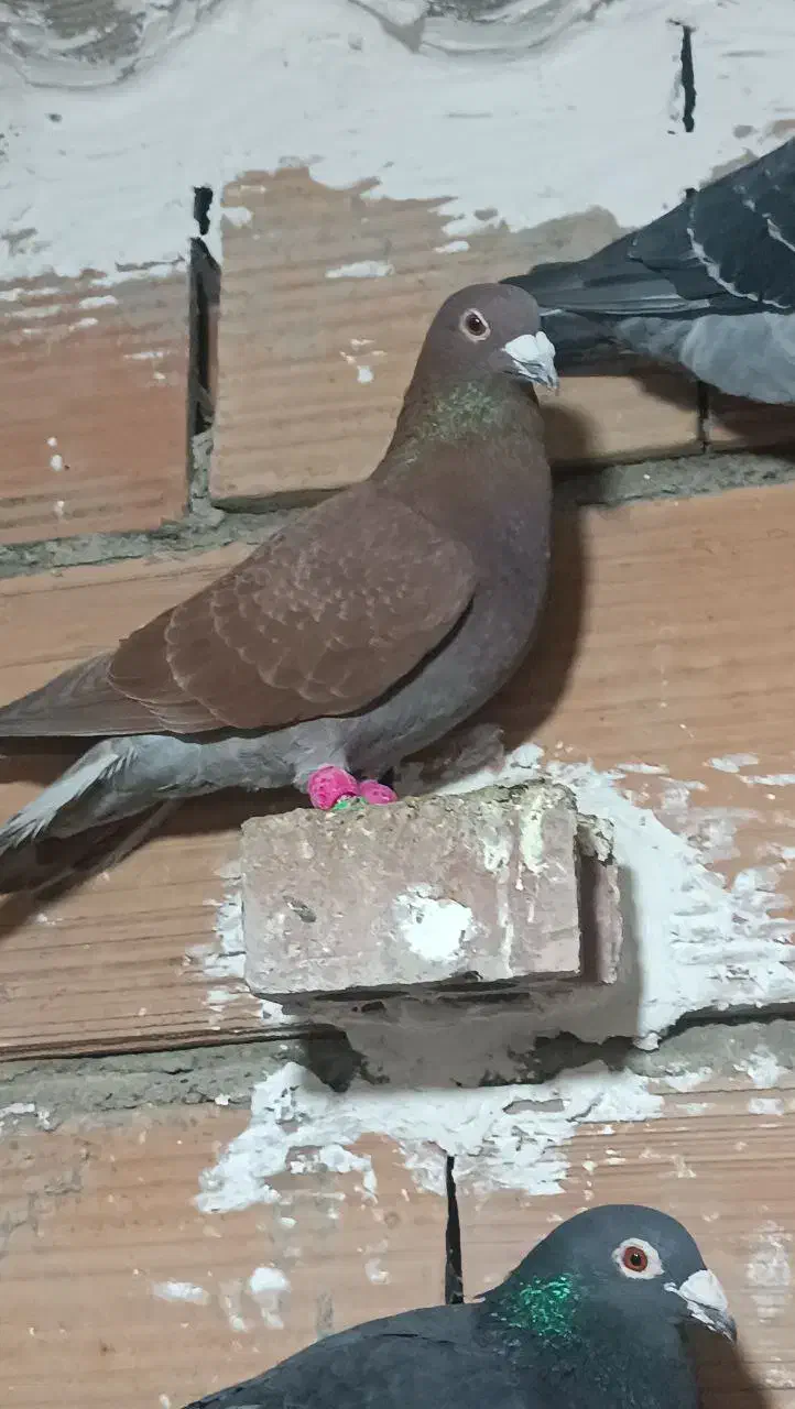 کفتر سرخ دورگ|پرنده|گرگان, |دیوار