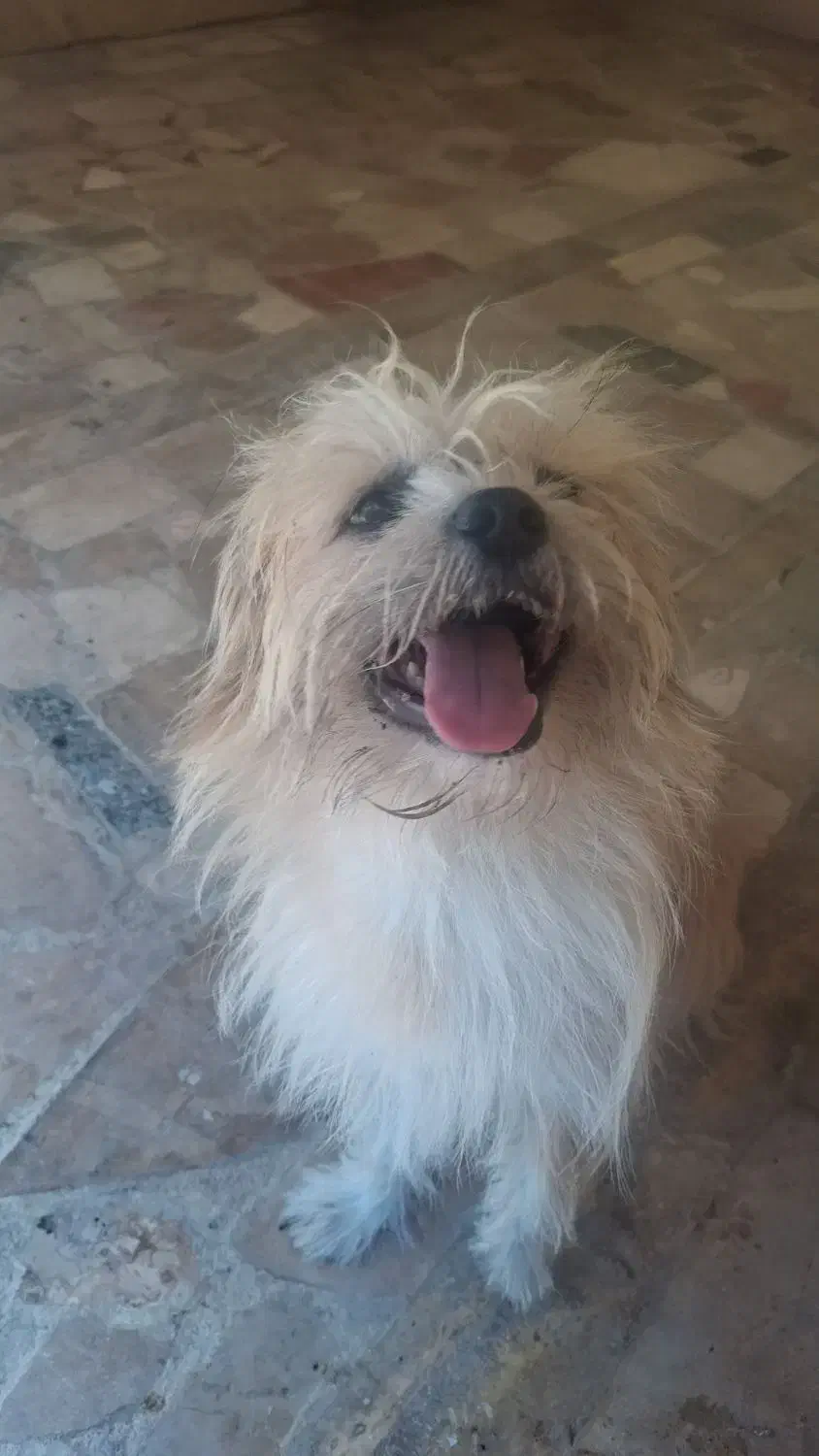 سگ شیتزو یکساله|سگ|رامسر, |دیوار