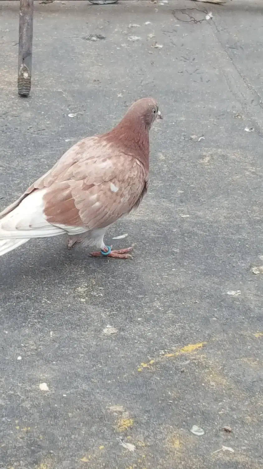 جوجه کبوتر بام ندیده|حیوانات|رشت, امین الضرب|دیوار