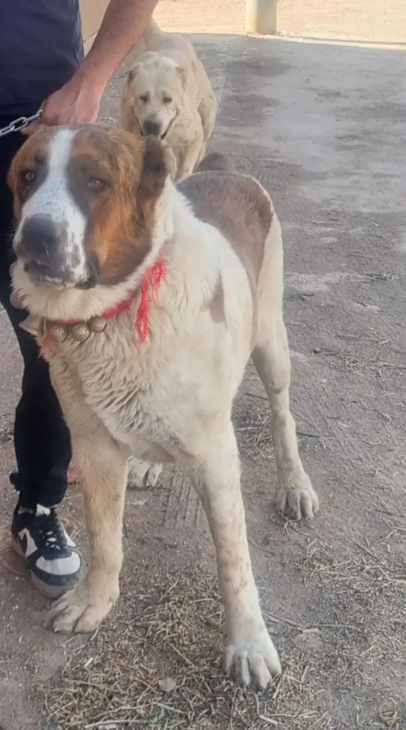 سگ الابای روس اصیل|سگ|اصفهان, خوراسگان|دیوار