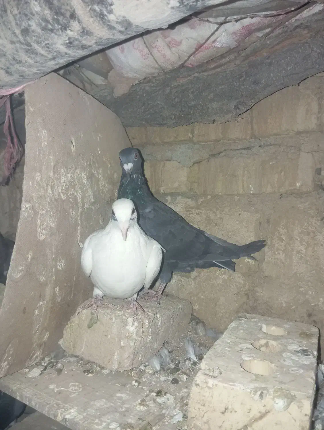 پرنده کفتر|پرنده|سلیمان, |دیوار