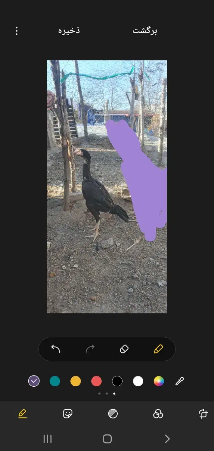 جوجه اوشامو|حیوانات مزرعه|اردبیل, |دیوار