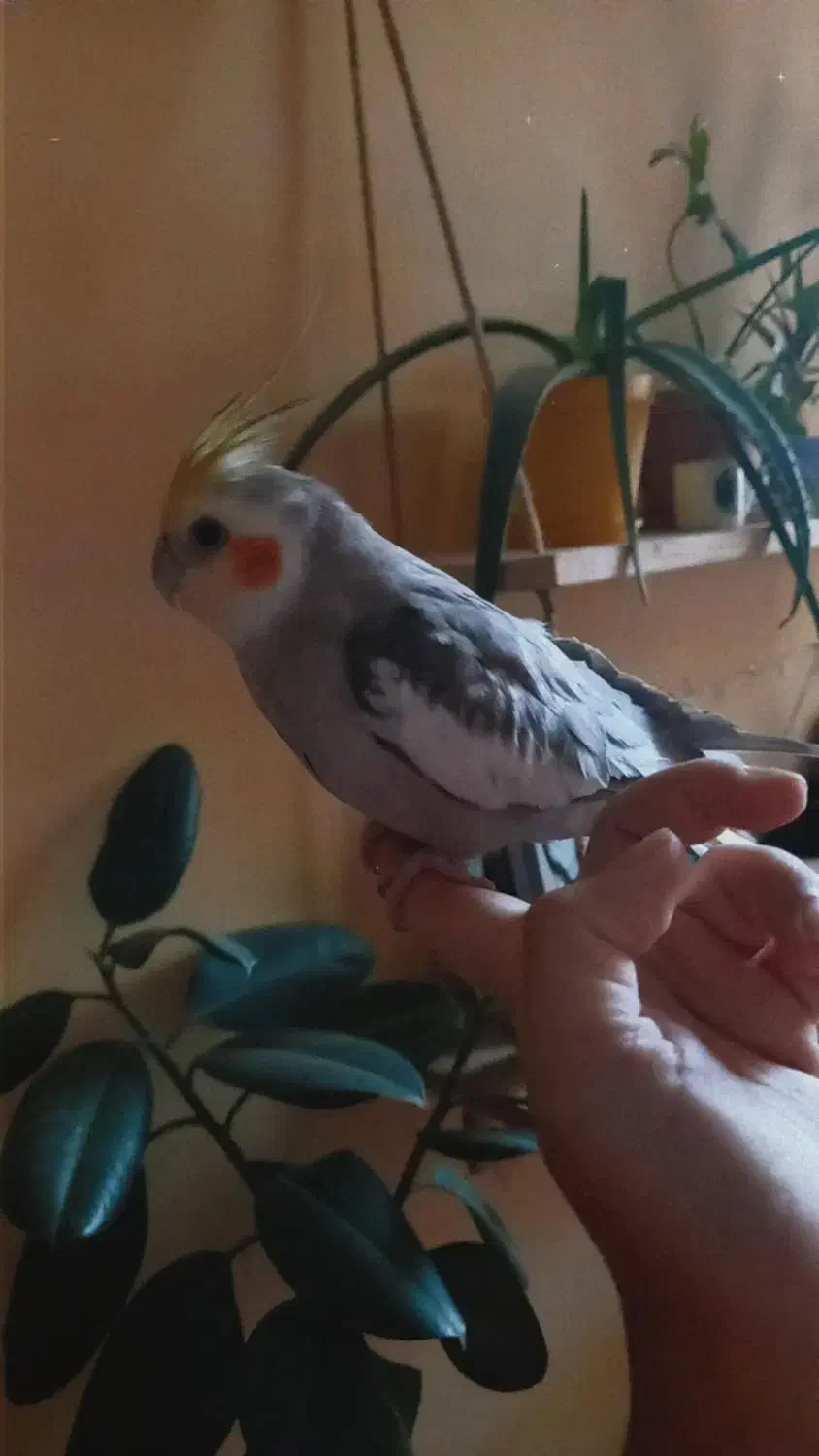 عروس هلندی گم شده|پرنده|مهاجران, |دیوار