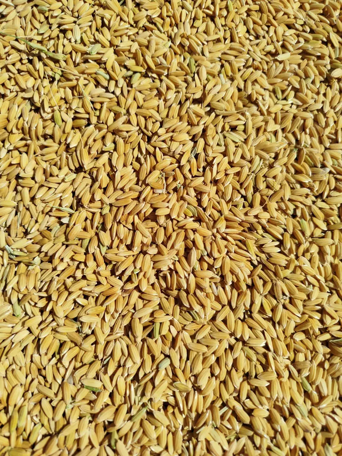 برنج کمفیروز|خوردنی و آشامیدنی|شیراز, اکبر آباد|دیوار